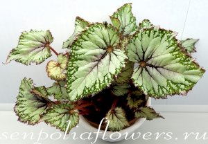 Бегония Asian Tundra (Koppe Royalty B.V.)